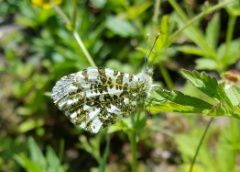 20180522 White Orange Tip